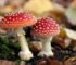 buy Amanita Muscaria online