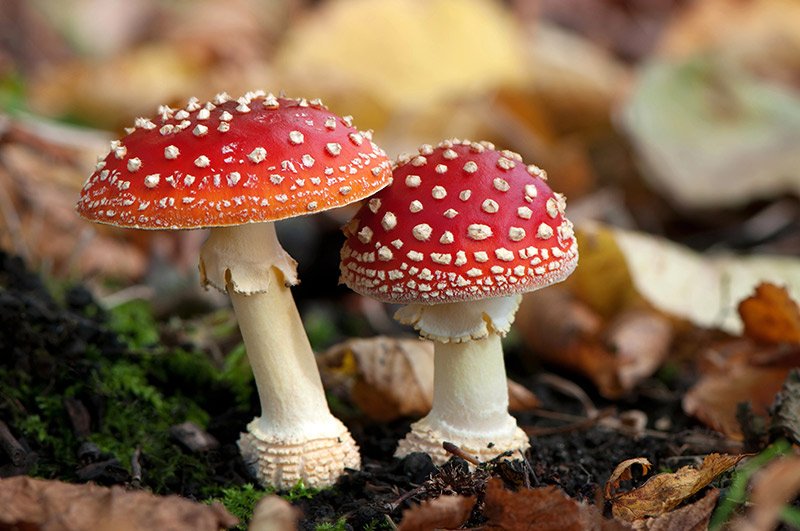 buy Amanita Muscaria online