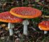 buy Amanita Muscaria online