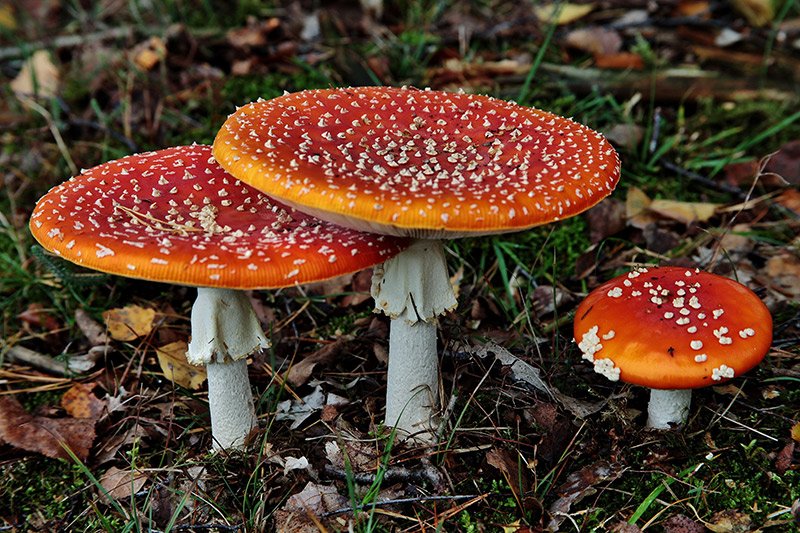 buy Amanita Muscaria online