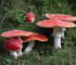 Amanita Muscaria