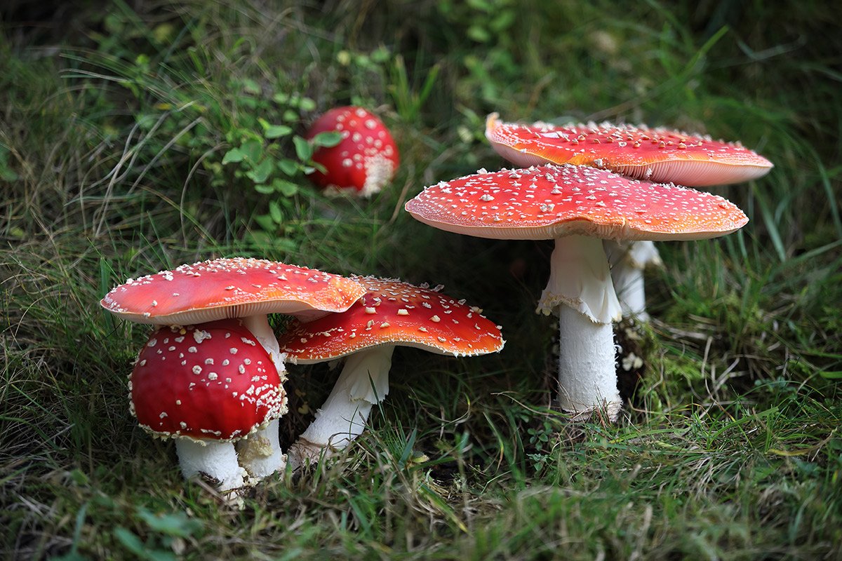 Amanita Muscaria