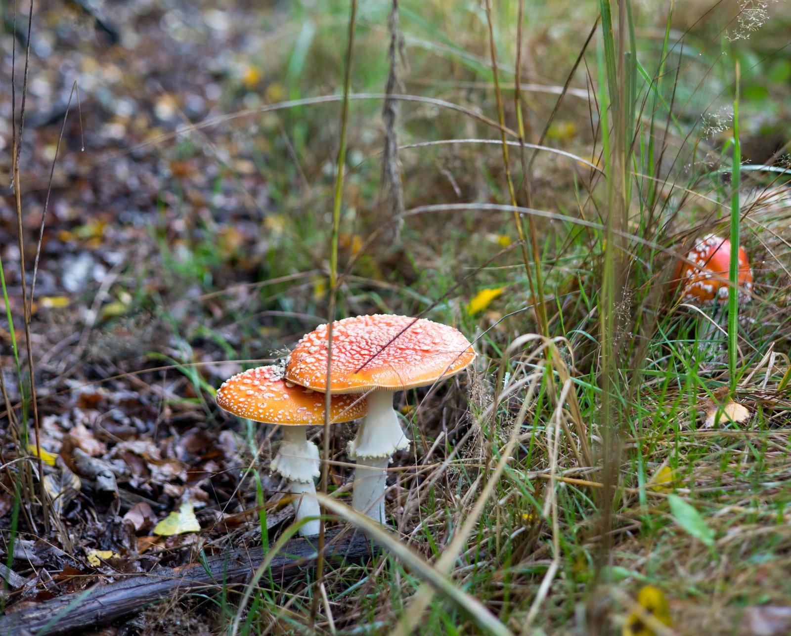 Dried Amanita Muscaria
