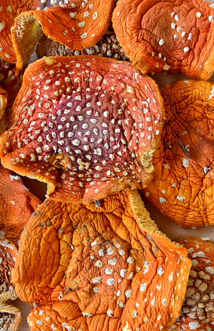 Dried Amanita Muscaria Caps