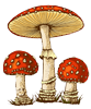 Dried Amanita Muscaria