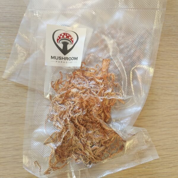 Cordyceps mushroom Canada